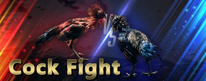 Learn about cockfighting